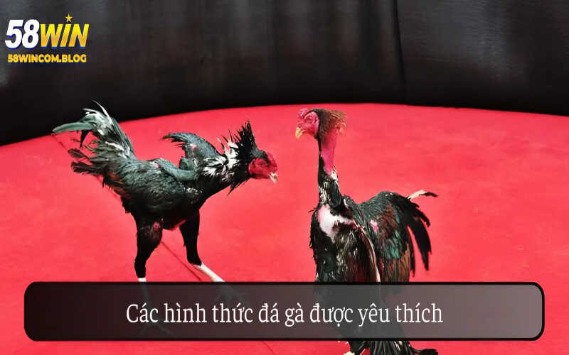 Các hình thức đá gà được yêu thích trên nền tảng