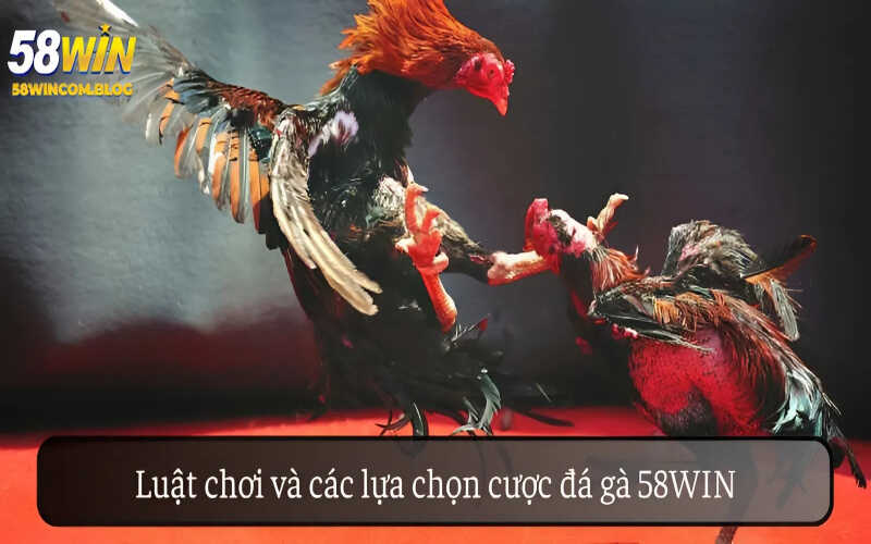 Cẩm nang về luật chơi và các lựa chọn cửa trong môn đá gà 58Win