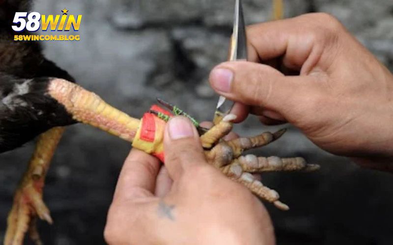 Đá gà cựa sắt sử dụng cựa bằng sắt thay vì lưỡi dao