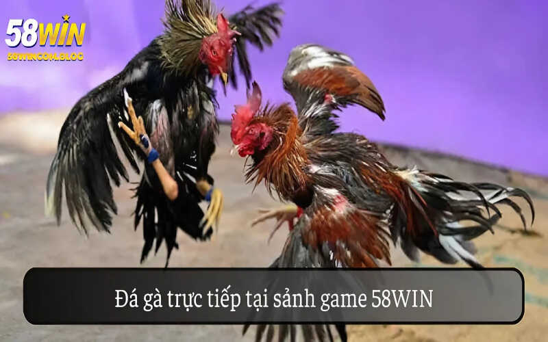 Đá gà trực tiếp tại sảnh game 58Win