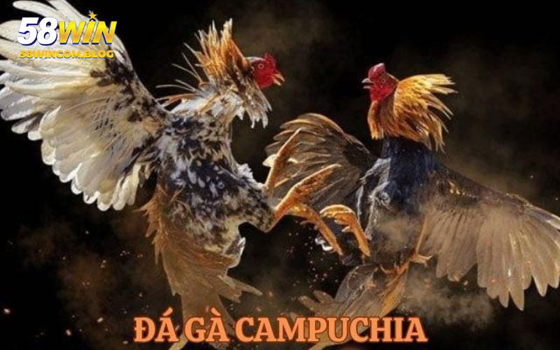 Giải thích chi tiết về khái niệm đá gà Campuchia