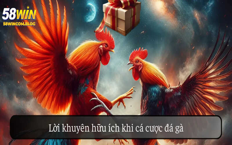 Lời khuyên hữu ích khi cá cược đá gà