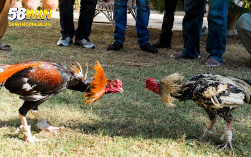 Người chơi cần phải hiểu rõ các loại kèo và lựa chọn kèo phù hợp