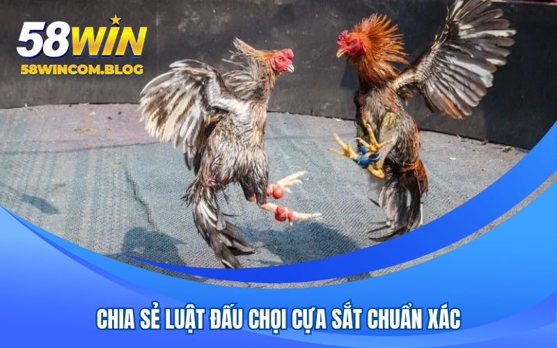Chia sẻ chi tiết luật đấu chọi cựa sắt chuẩn xác
