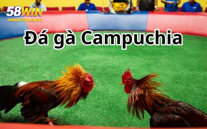 Đá Gà Campuchia - Trải Nghiệm Giải Trí Đỉnh Cao Tại 58WIN