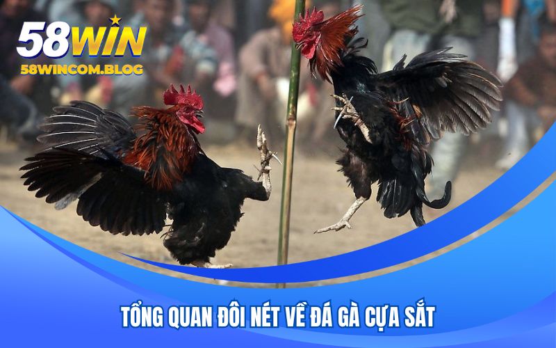 Tổng quan đôi nét về đá gà cựa sắt